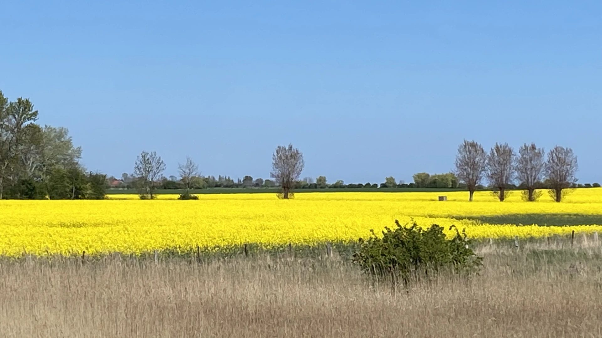 Rapsfeld in Schleswig-Holstein im warmen Licht